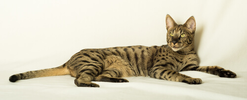 Gato Savannah: características