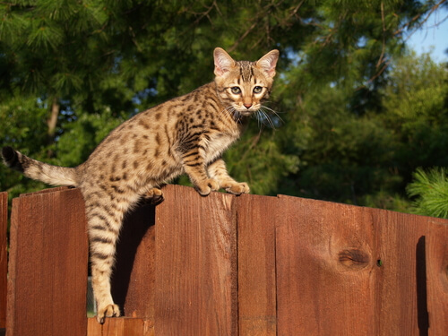 Gato Savannah: comportamiento