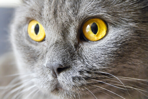 Un gato puede sufrir uveitis felina: causas