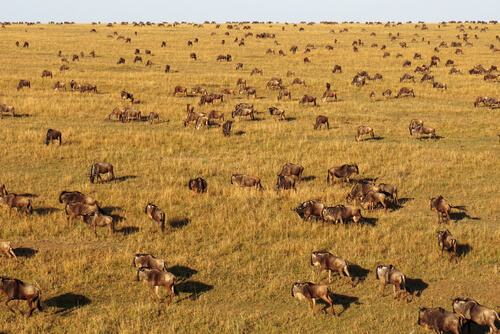 La Gran Migración del Serengeti