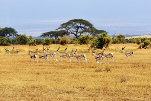 La Gran Migración del Serengeti