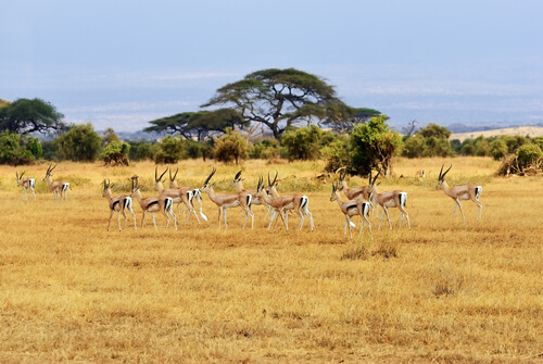 La Gran Migración del Serengeti