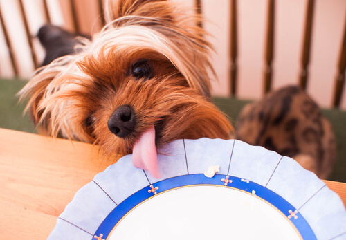 dog licking a plate