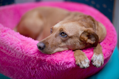 Brown dog laying in a pink dog bed
