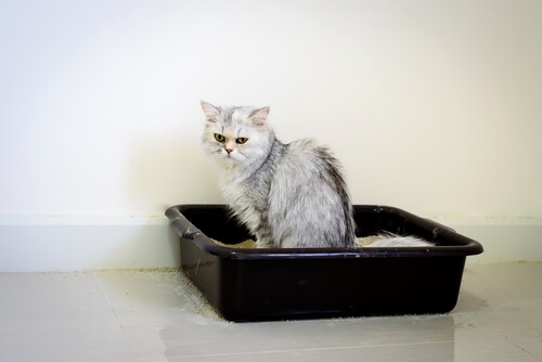 Infecciones urinarias en gatos: tratamiento