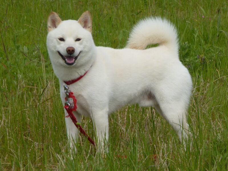 Kishu: cuidados