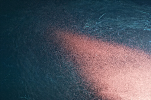 Krill antártico: reproducción