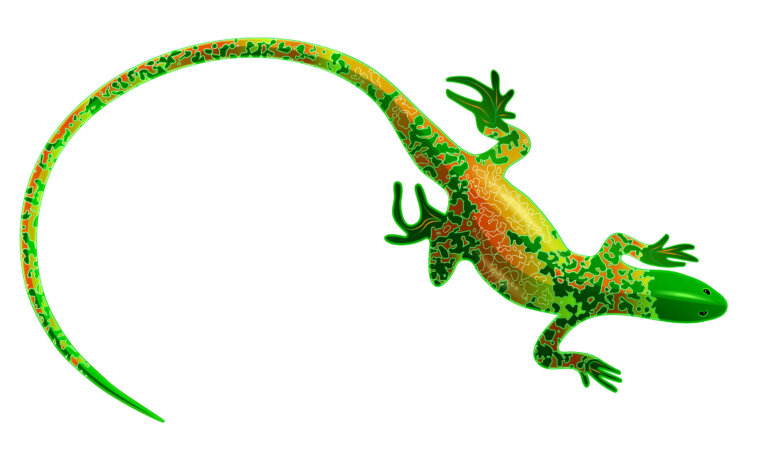 Salamandra: todo sobre este escurridizo animal