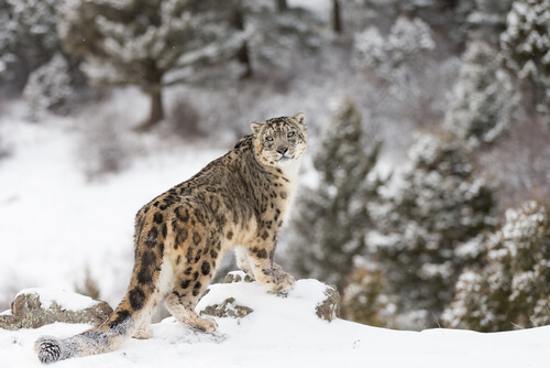Leopardo de las nieves: características, comportamiento y hábitat