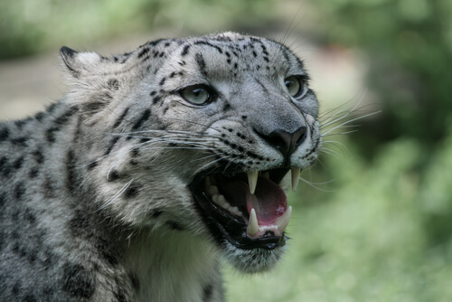 Leopardo de las nieves: comportamiento