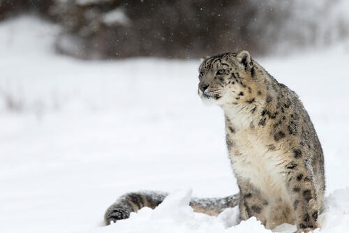 Leopardo de las nieves: hábitat