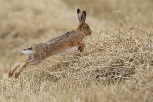 Diferencias entre liebres y conejos