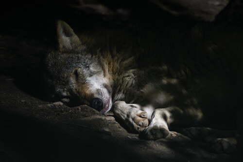 Lobo: comportamiento