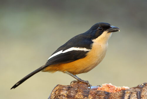 9 lugares para los amantes de aves