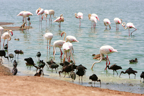 Lugares para amantes de las aves internacionales: flamencos