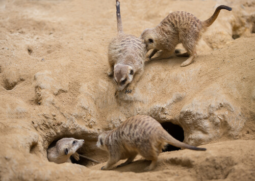 Un mamífero como el suricato: comportamiento