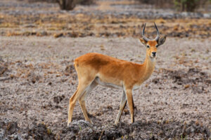 Antílopes: características, hábitat y comportamiento