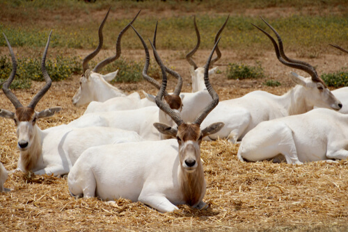 Mamíferos hervíboros como los antílopes: comportamiento