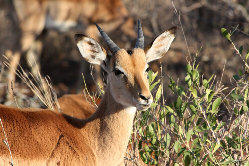 Mamíferos hervíboros como los antílopes comprenden al impala, que goza de su propio hábitat