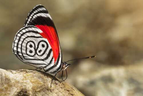 Mariposa 88: hábitat