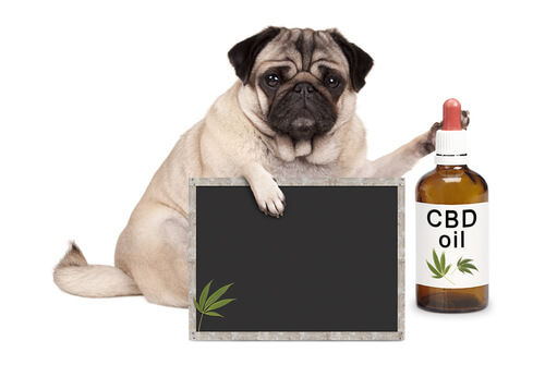 Medicina alternativa en mascotas