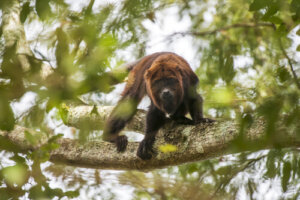 Mono aullador: todas las características sobre la especie