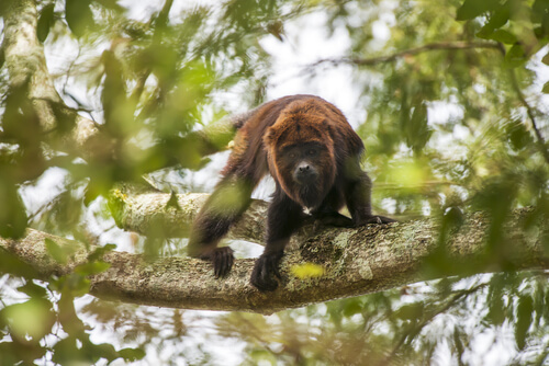 Mono aullador: todas las características sobre la especie