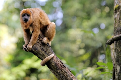 Mono aullador en un árbol. 