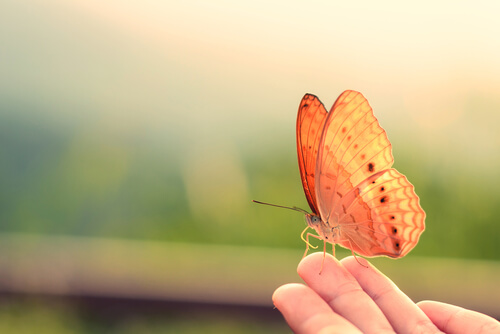Die Schmetterlinge von Taiwan: Ein ökologisches Wunder