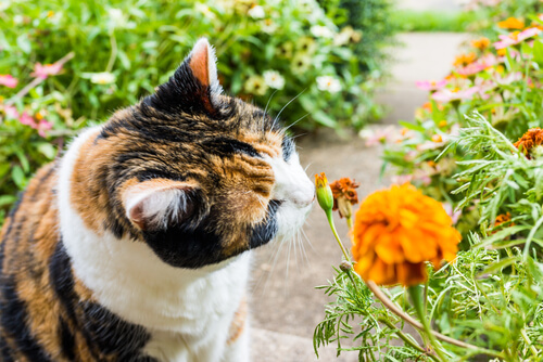 Aromas que atraem gatos: flores