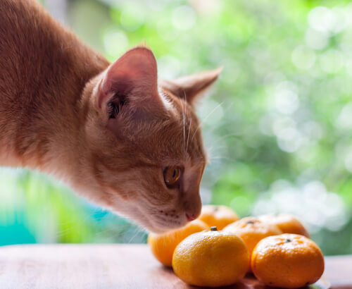 Olores que atraen a los gatos: fruta