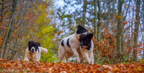 Origen de la raza de perro landseer: historia