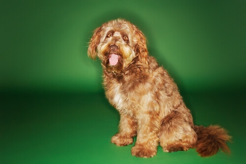 Otterhound: características del perro de nutria