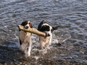 ¿Cuál es la pareja ideal para tu perro?