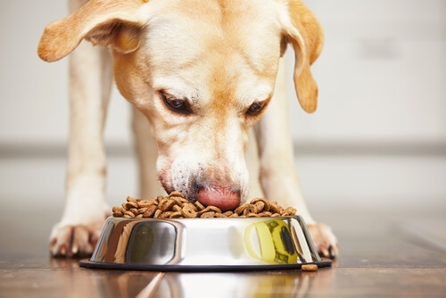 Consejos para perros que comen con ansiedad