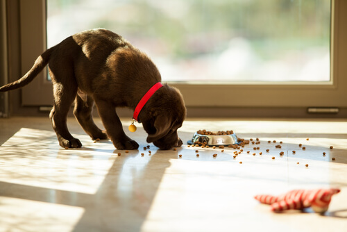 Labrador puppy eating kibble off the floor