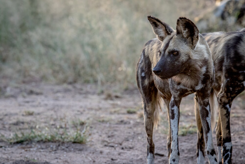 Perro salvaje africano: en peligro de extinción