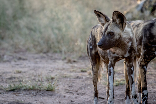 Perro salvaje africano: en peligro de extinción 