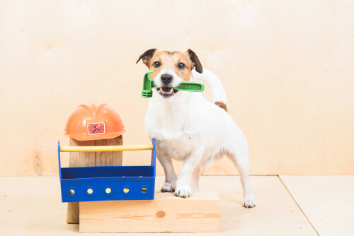 Tareas para perros, ¿qué les puedes pedir?