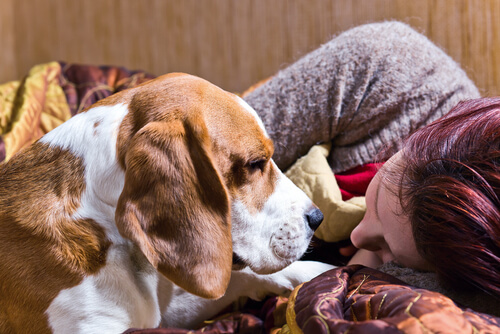 Perros de trabajo: utilidad