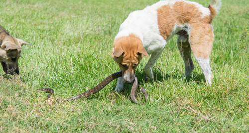 Picadura de víbora a perros: tratamiento