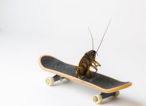¿Por qué se dice que las cucarachas son uno de los insectos más antiguos?