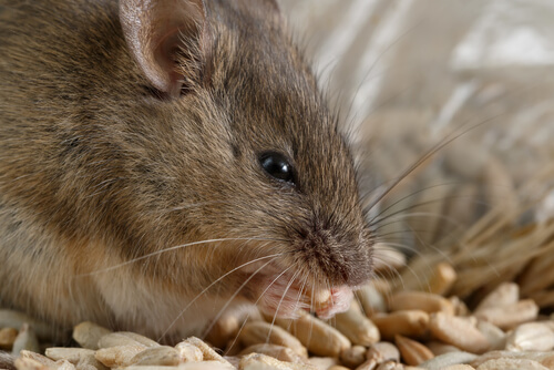 Prevenir plaga de ratones.