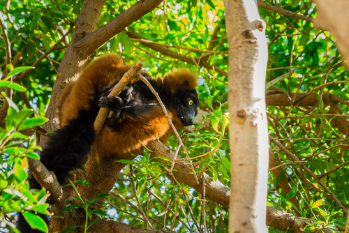 Primate: comportamiento del lemur
