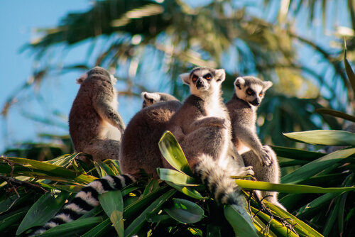 Lemuri seduti sui rami di un albero in pieno giorno.