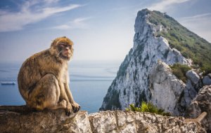Macaco de Gibraltar: características, comportamiento y hábitat
