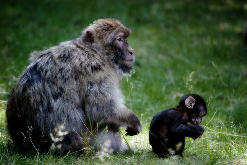 Primates: hábitat del macaco de Gibraltar