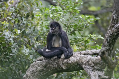 Mono Arana Caracteristicas Comportamiento Y Habitat Mis Animales