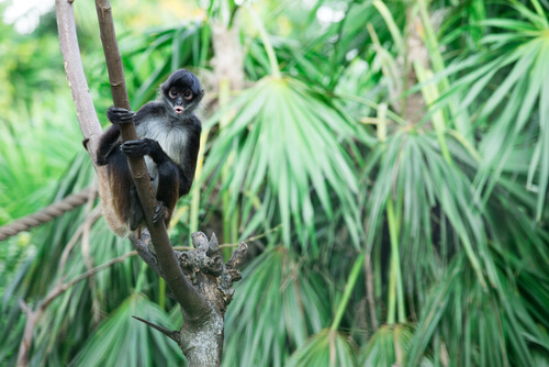 El mono araña, un habitante de la Amazonia.