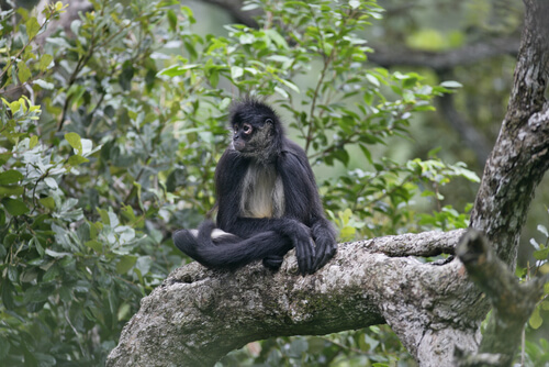 Primates: comportamiento del mono araña
